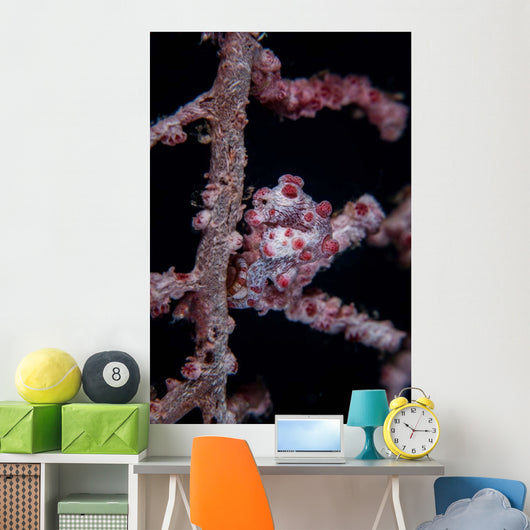 Pygmy Seahorse Mimics Its Wall Decal Design 2