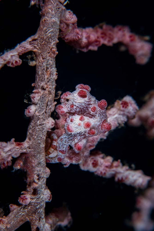 Pygmy Seahorse Mimics Its Wall Decal Design 2