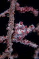 Pygmy Seahorse Mimics Its Wall Decal Design 2