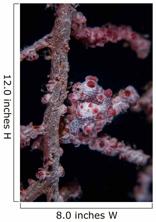 Pygmy Seahorse Mimics Its Wall Decal Design 2