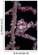 Pygmy Seahorse Mimics Its Wall Decal Design 2