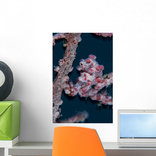 Pygmy Seahorse Mimics Its Wall Decal Design 1