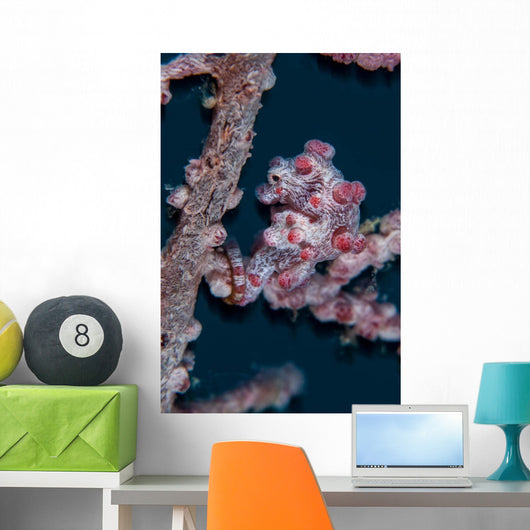 Pygmy Seahorse Mimics Its Wall Decal Design 1