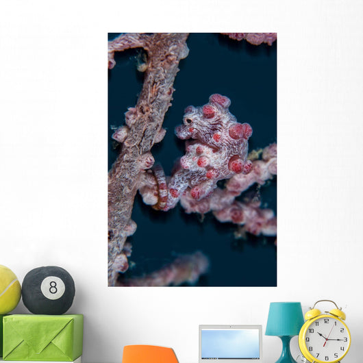 Pygmy Seahorse Mimics Its Wall Decal Design 1