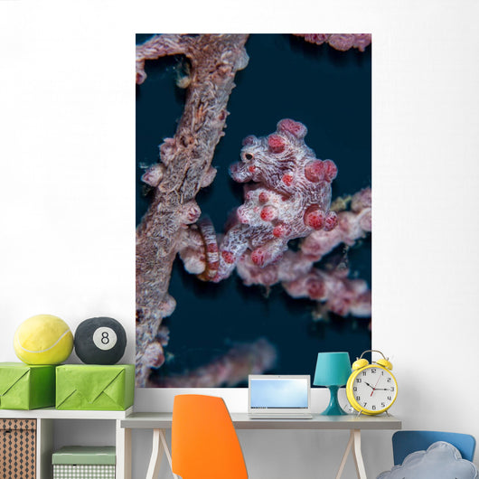 Pygmy Seahorse Mimics Its Wall Decal Design 1