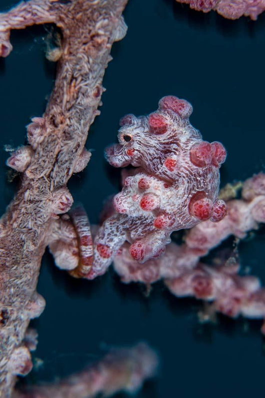 Pygmy Seahorse Mimics Its Wall Decal Design 1