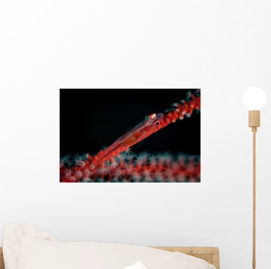 Tiny Ghost Goby Lays Wall Decal