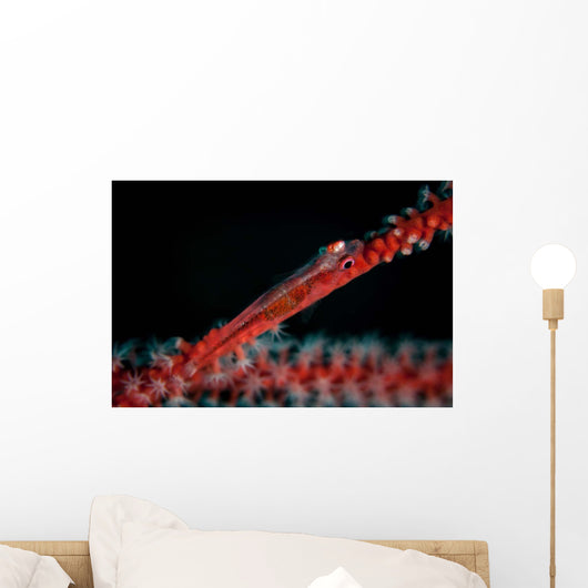 Tiny Ghost Goby Lays Wall Decal