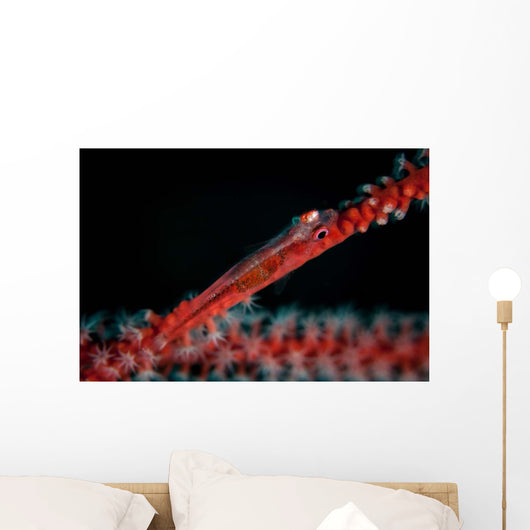 Tiny Ghost Goby Lays Wall Decal