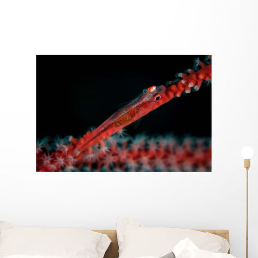 Tiny Ghost Goby Lays Wall Decal