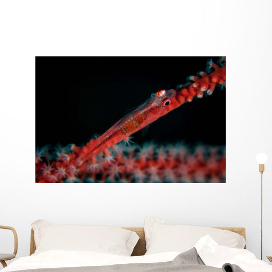 Tiny Ghost Goby Lays Wall Decal