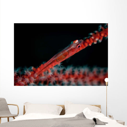 Tiny Ghost Goby Lays Wall Decal