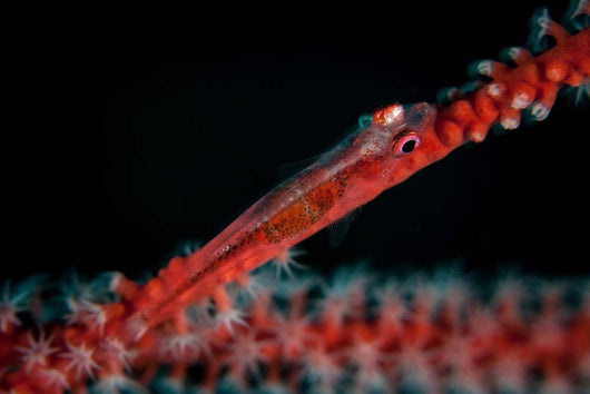 Tiny Ghost Goby Lays Wall Decal