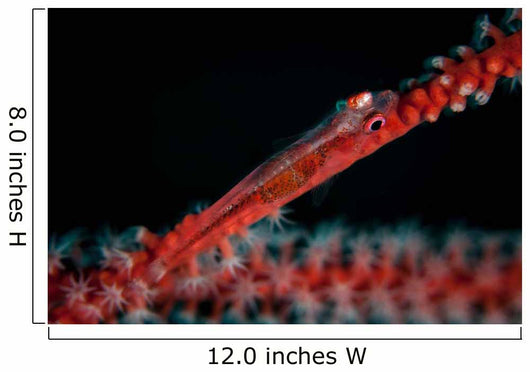Tiny Ghost Goby Lays Wall Decal