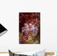 Soft Coral Crab Clings Wall Decal Design 2