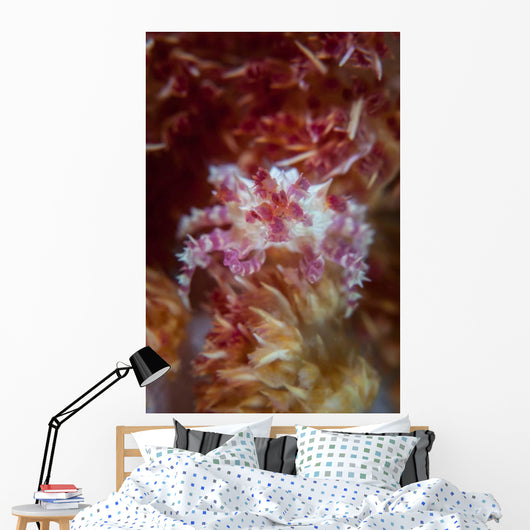 Soft Coral Crab Clings Wall Decal Design 2