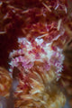 Soft Coral Crab Clings Wall Decal Design 2