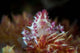 Soft Coral Crab Clings Wall Decal Design 1