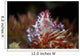 Soft Coral Crab Clings Wall Decal Design 1