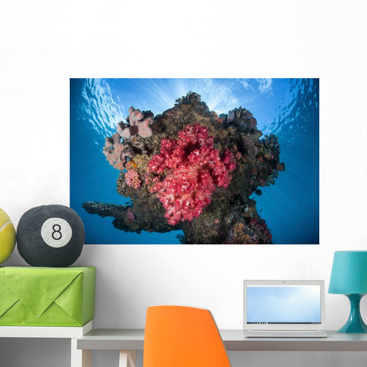Soft Coral Colony Grows Wall Decal Design 8