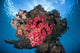 Soft Coral Colony Grows Wall Decal Design 8