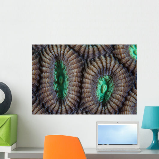 Detail Coral Polyps Reef Wall Decal