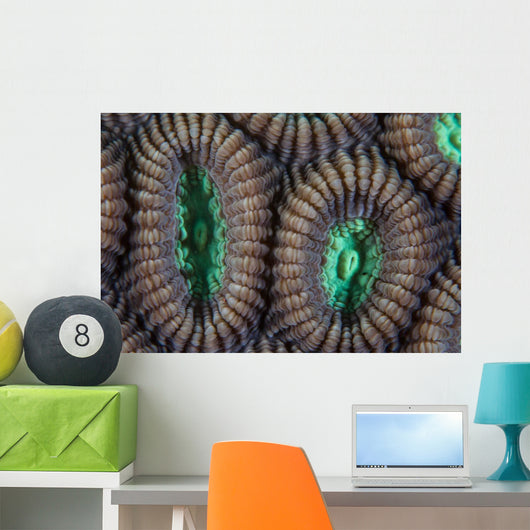 Detail Coral Polyps Reef Wall Decal