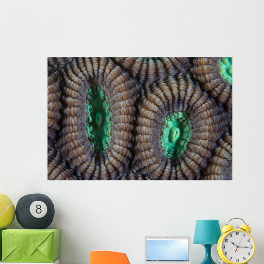 Detail Coral Polyps Reef Wall Decal