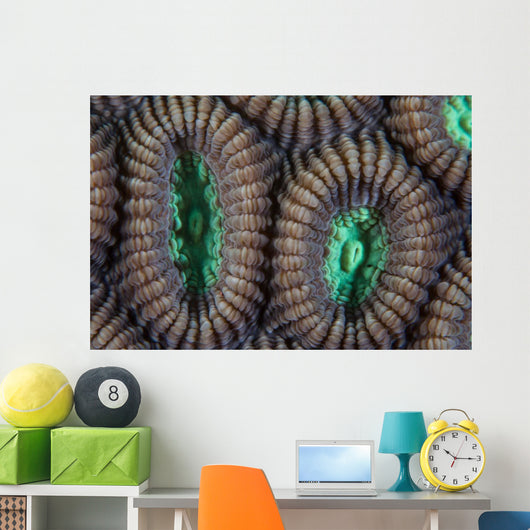 Detail Coral Polyps Reef Wall Decal