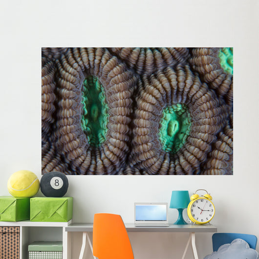 Detail Coral Polyps Reef Wall Decal