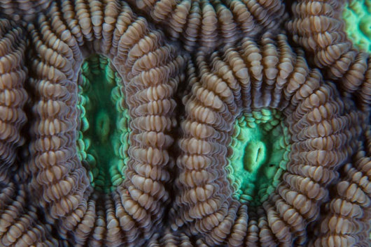 Detail Coral Polyps Reef Wall Decal