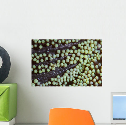 Transparent Shrimp Lives Sea Wall Decal
