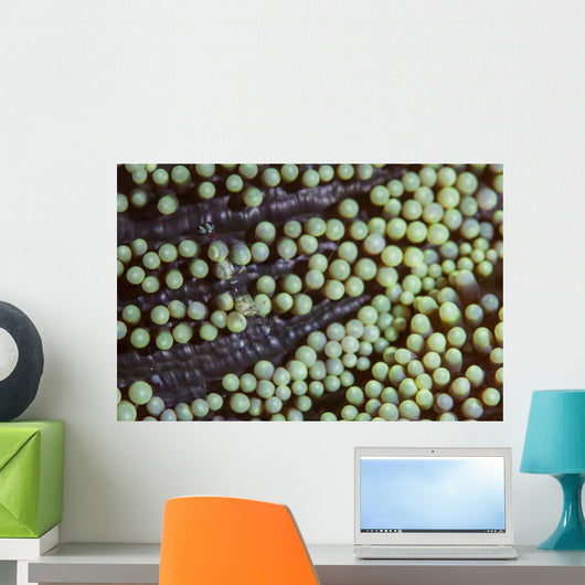 Transparent Shrimp Lives Sea Wall Decal