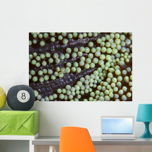 Transparent Shrimp Lives Sea Wall Decal