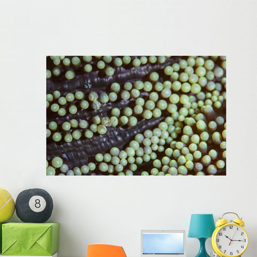 Transparent Shrimp Lives Sea Wall Decal