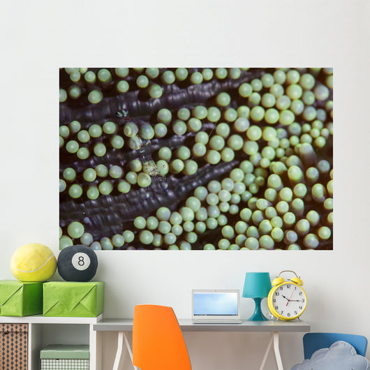 Transparent Shrimp Lives Sea Wall Decal