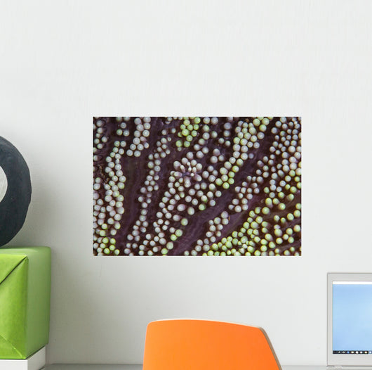 Detail Unidentified Anemone Growing Wall Decal