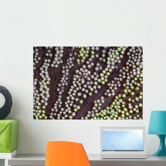 Detail Unidentified Anemone Growing Wall Decal