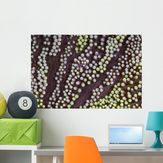 Detail Unidentified Anemone Growing Wall Decal