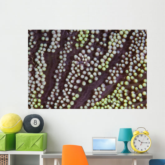 Detail Unidentified Anemone Growing Wall Decal
