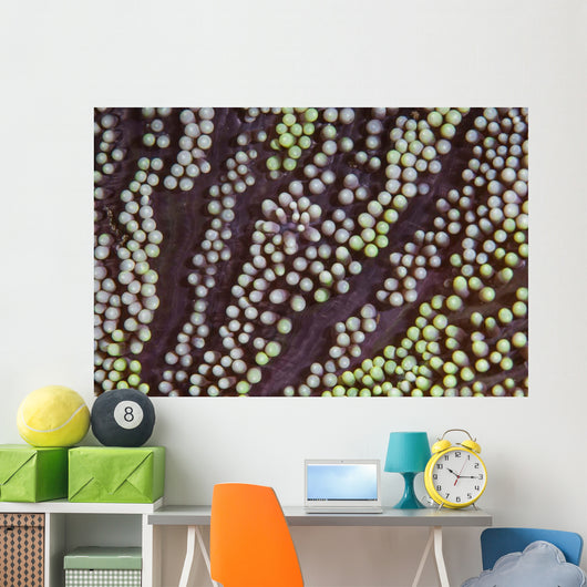 Detail Unidentified Anemone Growing Wall Decal