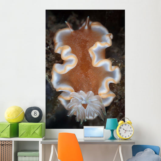 Nudibranch Crawls across Seafloor Wall Decal