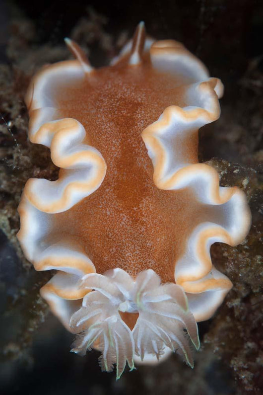 Nudibranch Crawls across Seafloor Wall Decal