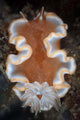 Nudibranch Crawls across Seafloor Wall Decal