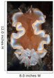 Nudibranch Crawls across Seafloor Wall Decal