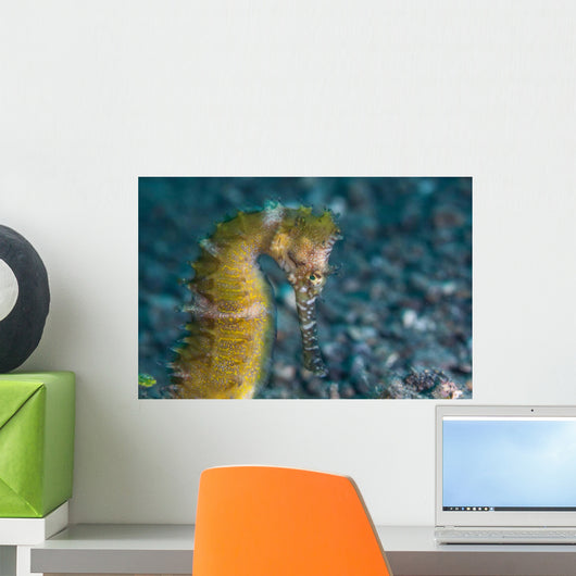 Thorny Seahorse Seafloor Lembeh Wall Decal Design 3