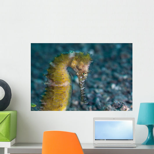 Thorny Seahorse Seafloor Lembeh Wall Decal Design 3