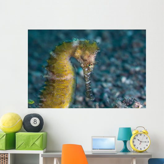 Thorny Seahorse Seafloor Lembeh Wall Decal Design 3
