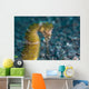 Thorny Seahorse Seafloor Lembeh Wall Decal Design 3