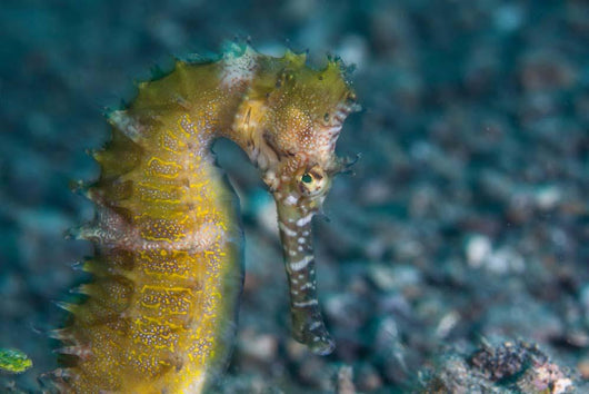 Thorny Seahorse Seafloor Lembeh Wall Decal Design 3